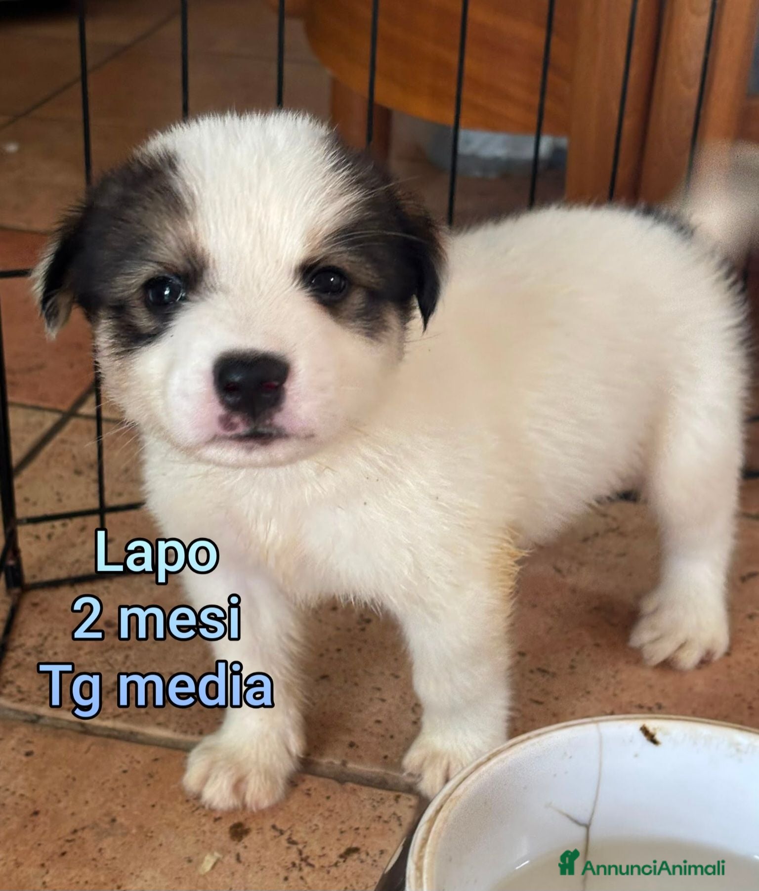 Meticcio cani Cuccioli in cerca di famiglie  - Annuncio 7
