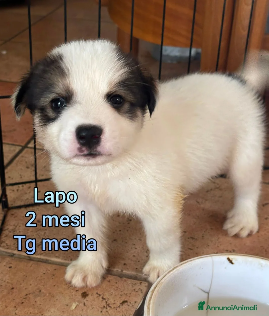 Meticcio cani in regalo: Cuccioli in cerca di famiglie  a Provincia di Prato - Annuncio 1