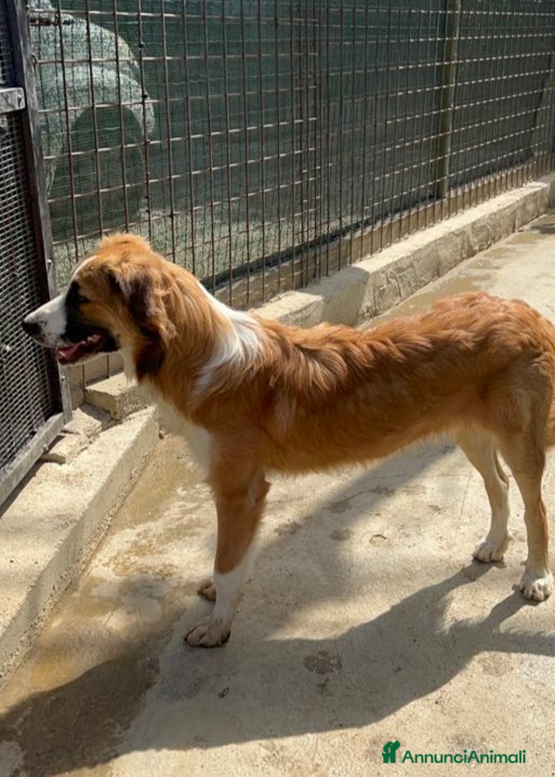 Meticcio cani in regalo: Tobia quasi 2anni possibile nessuno lo noti?SICILI a Città metropolitana di Milano - Annuncio 9