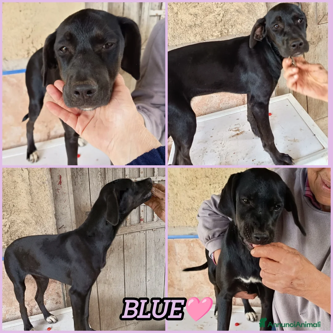 Meticcio cani in regalo: UNA MAMMA PER BLUE a Provincia di Varese - Annuncio 2