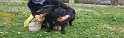 Meticcio cani in regalo: NONNO NERONE CERCA ADOZIONE A DISTANZA - Annuncio 2