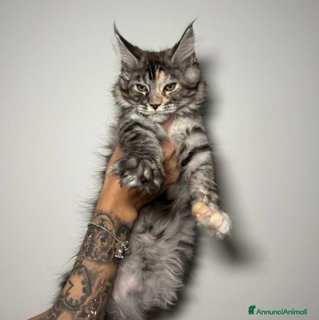 Maine Coon gatti in vendita: Dolcissimi e sani gattini pronti per una nuovacasa - Annuncio 3