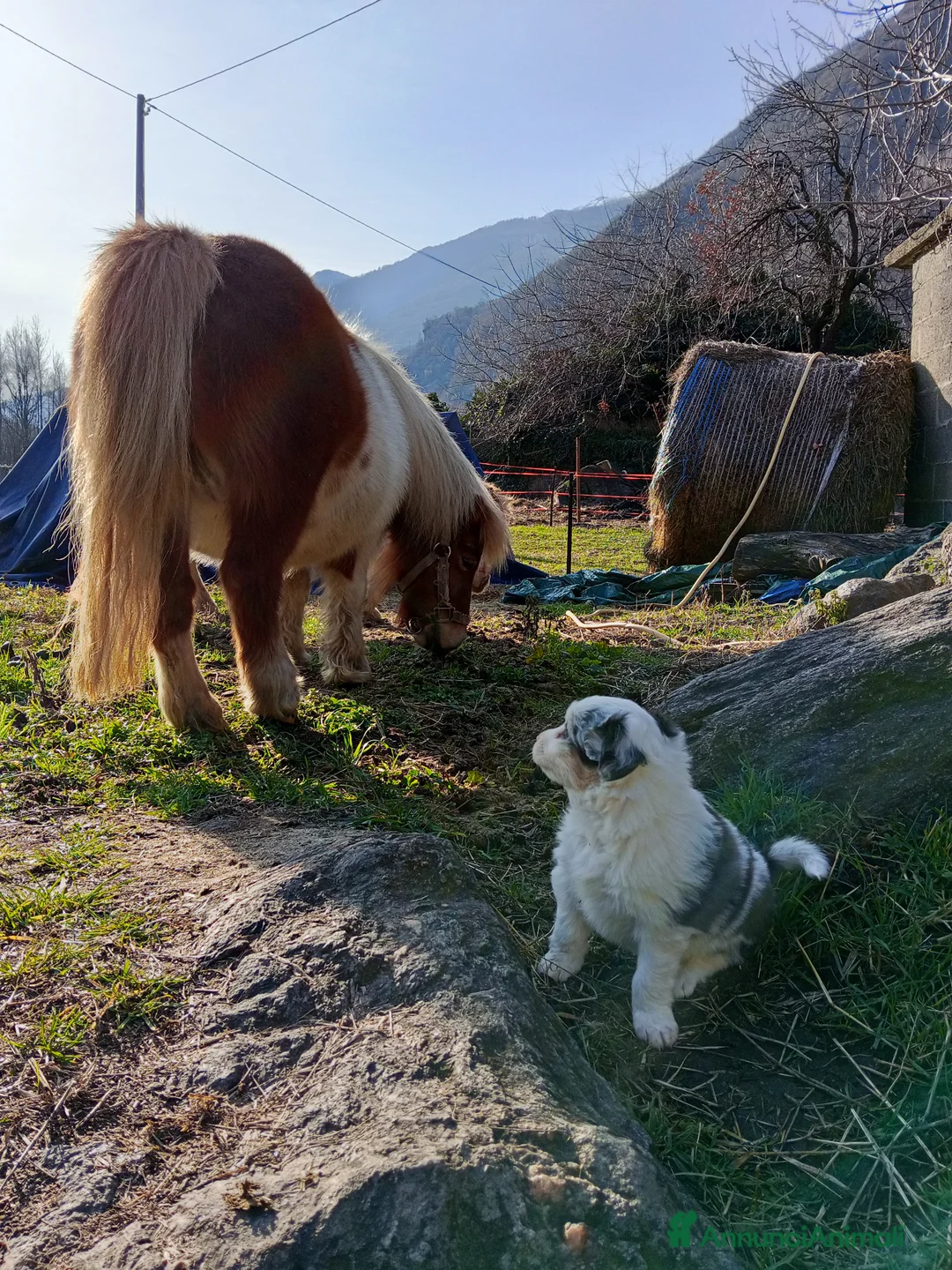 Australian Shepherd cani in vendita: Cuccioli di Australian Shepherd  - Annuncio 7