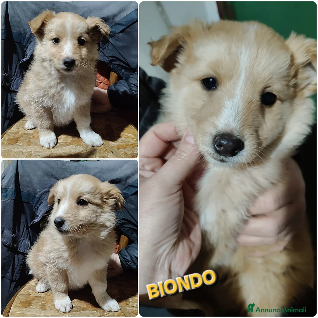 Meticcio cani in regalo: UNA MAMMA PER BIONDO  - Annuncio 4