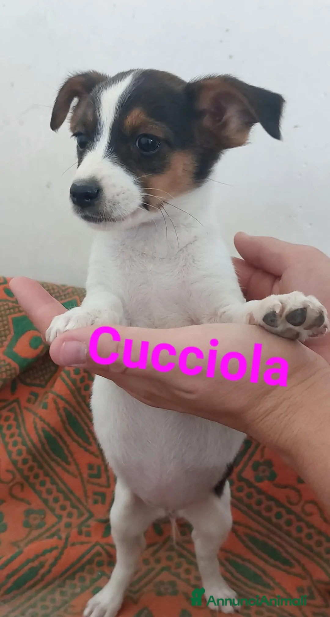Meticcio cani in regalo: Cucciola - Annuncio 1