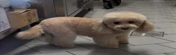 Barboncino Toy cani in vendita: Cucciolo di barboncino Toy - Annuncio 1