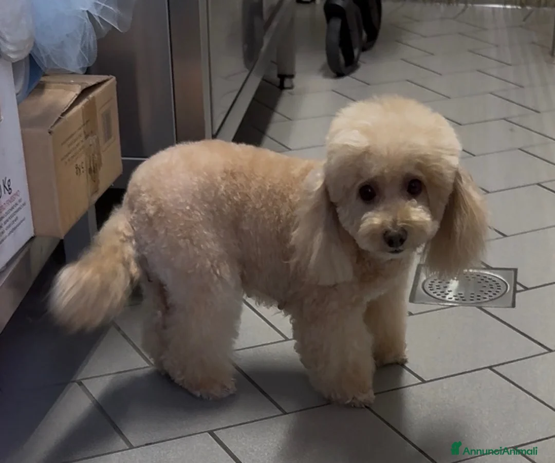 Barboncino Toy cani in vendita: Cucciolo di barboncino Toy - Annuncio 1