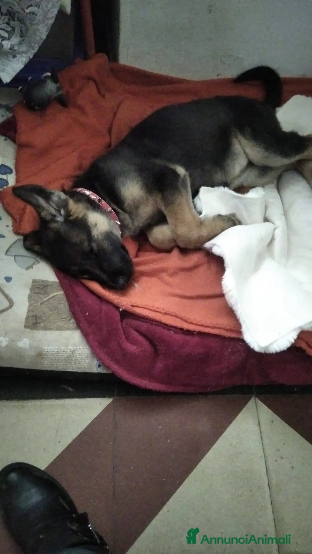 Meticcio cani in regalo: Gaia 3 mesi, bellissima - Annuncio 6