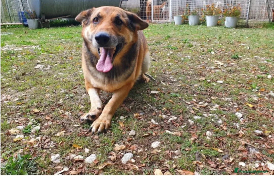 Pastore Tedesco cani in regalo: Pastore Tedesco adulto TRIPODE che nessuno vuole  - Annuncio 1