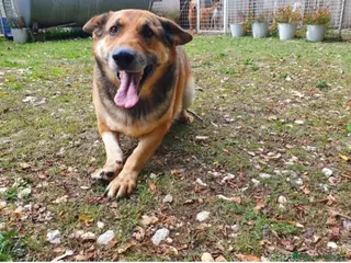 Pastore Tedesco cani Pastore Tedesco adulto TRIPODE che nessuno vuole - Annuncio 1