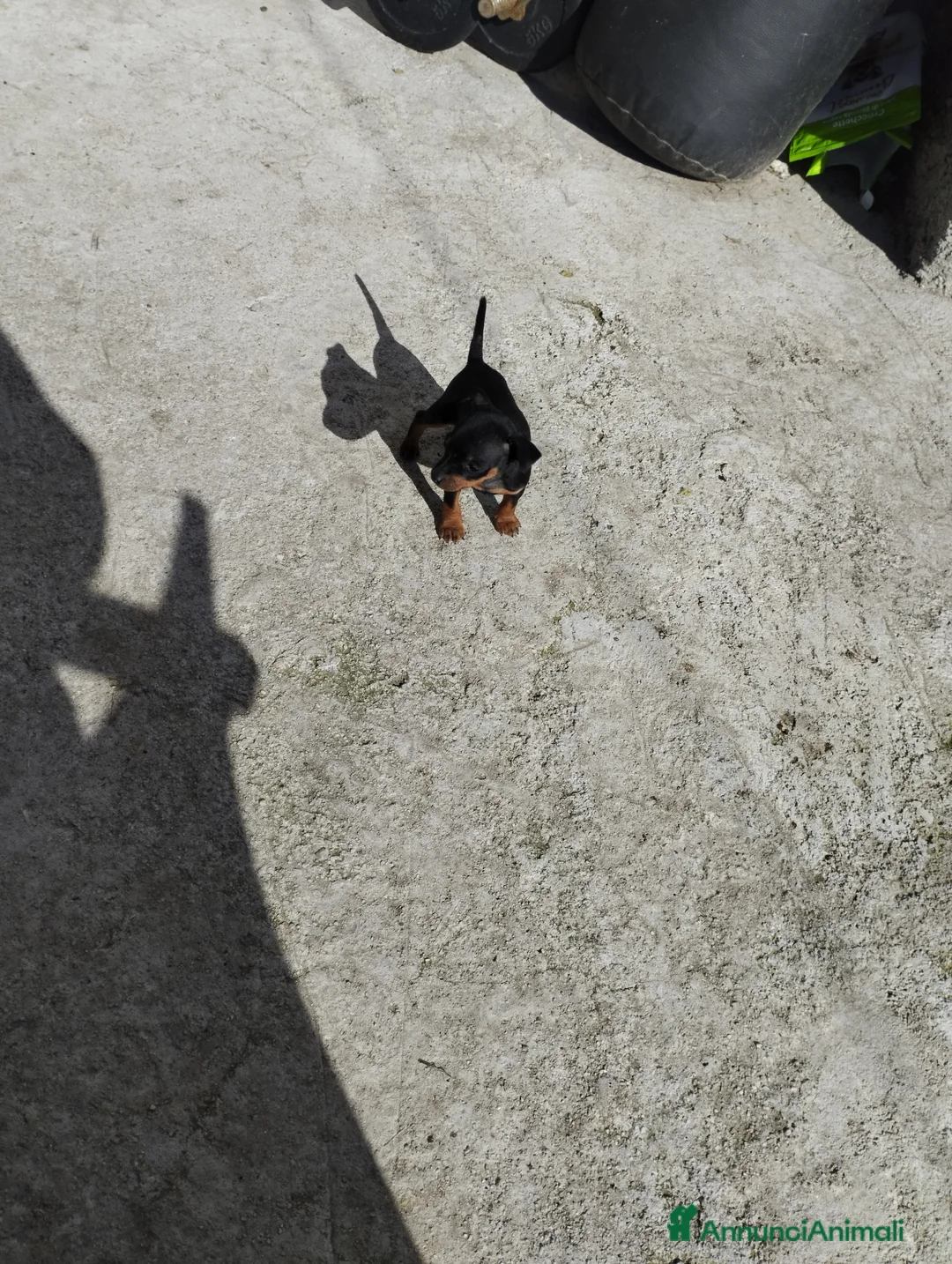 Pinscher Miniatura cani in vendita: Pinscher Nano Femina - Annuncio 2