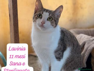 Europeo gatti Gattini desiderosi di trovare famiglia - Annuncio 3