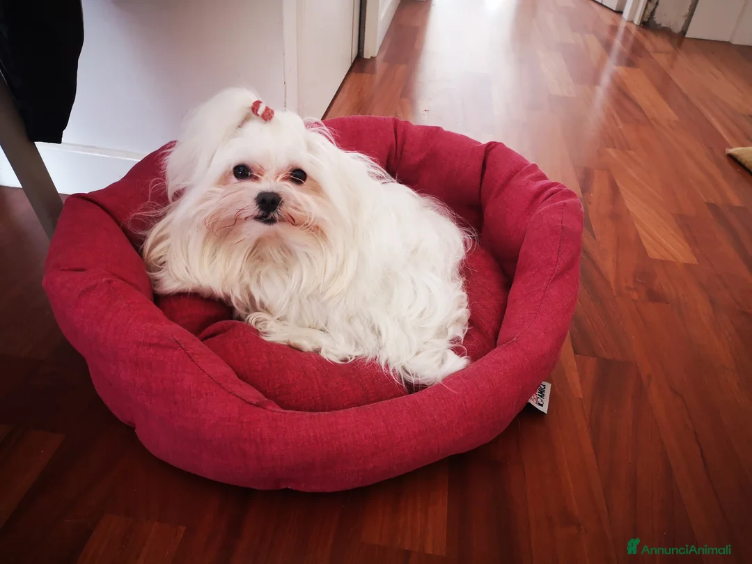 Maltese cani per accoppiamento: Maltese con pedigree Enci per accoppiamento  - Annuncio 3