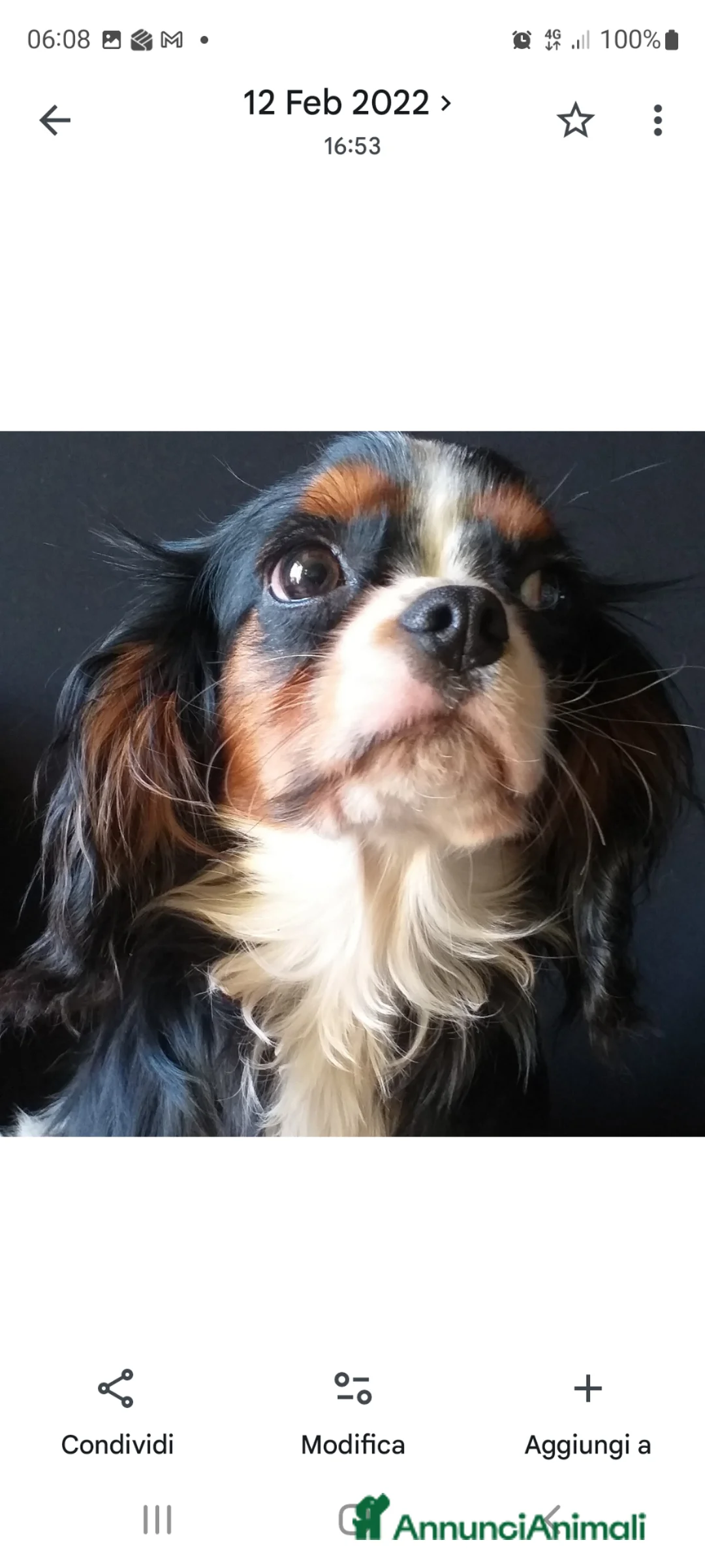 Cavalier King cani per accoppiamento: CAVALIER KING C. S. DISPONIBILE PER MONTA  - Annuncio 2