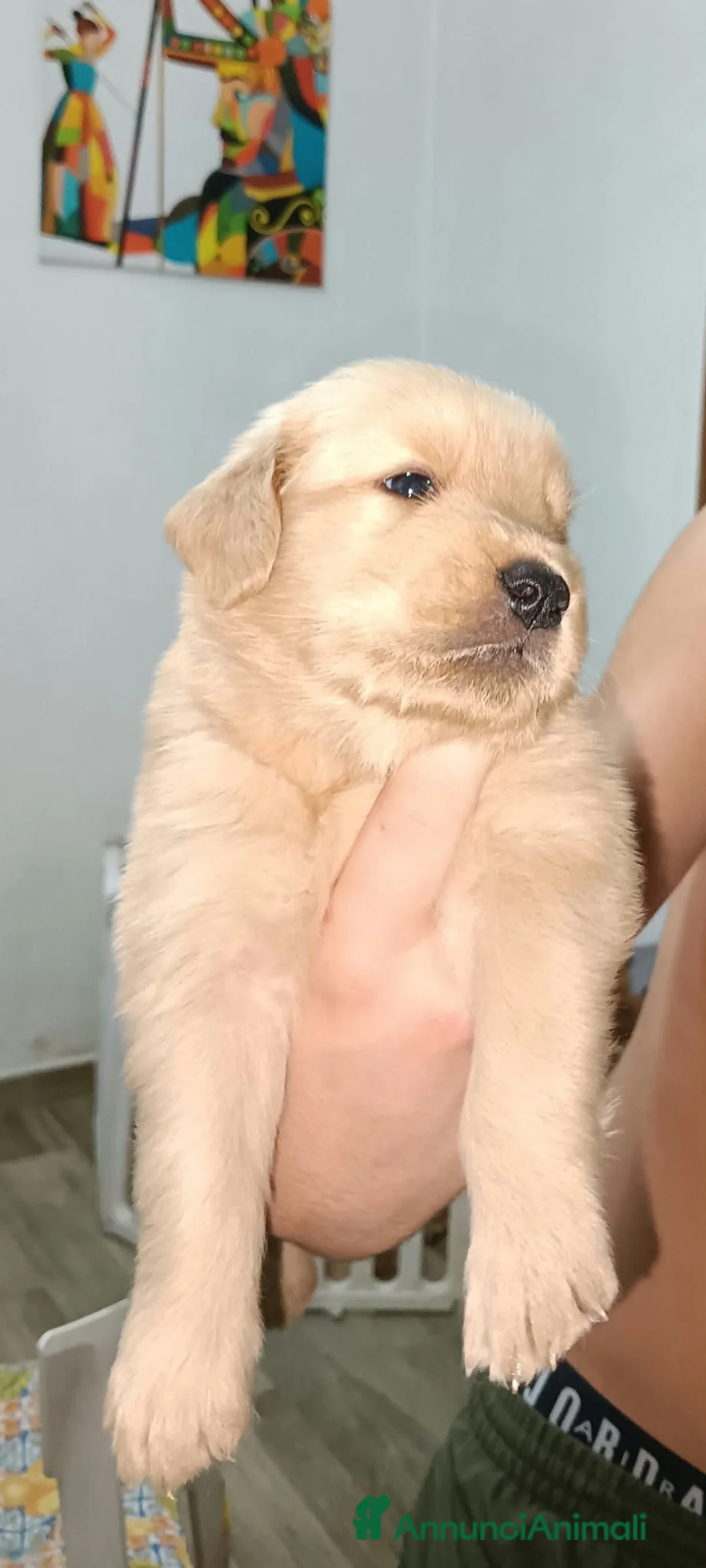Golden Retriever cani in vendita: Golden retriever americano  a Provincia del Sulcis Iglesiente - Annuncio 2
