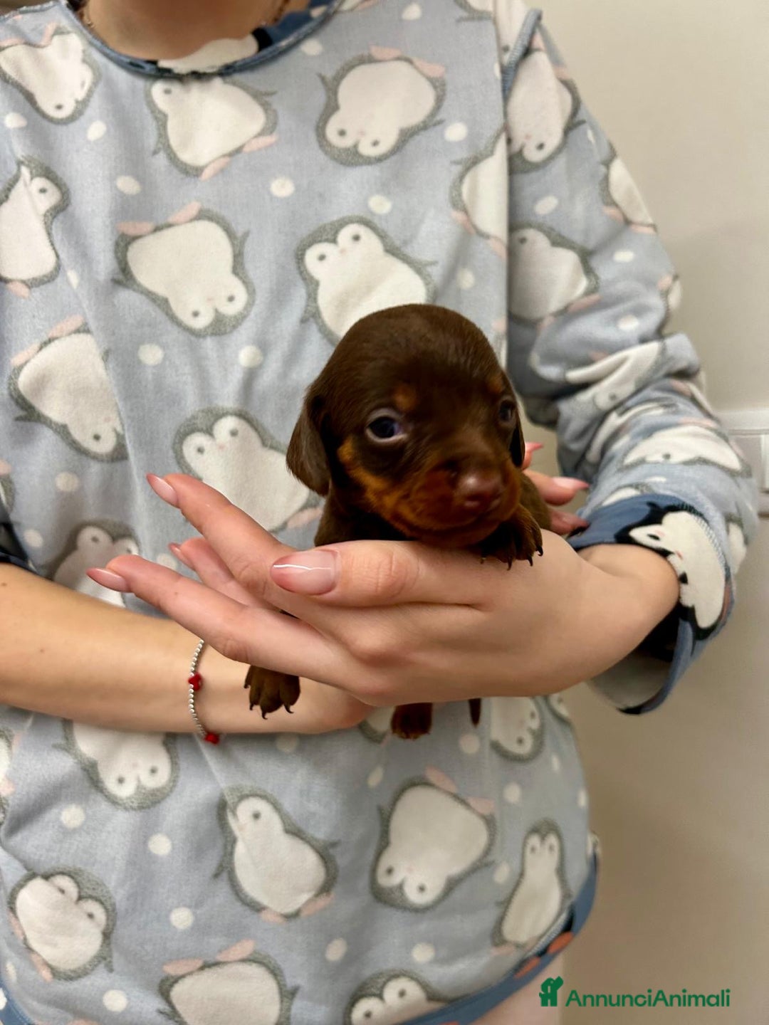 Bassotto cani in vendita: BASSOTTINI - Annuncio 4