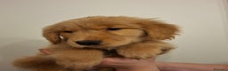 Golden Retriever cani in vendita: Cucciole Golden Retriever 100% americane - Annuncio 6