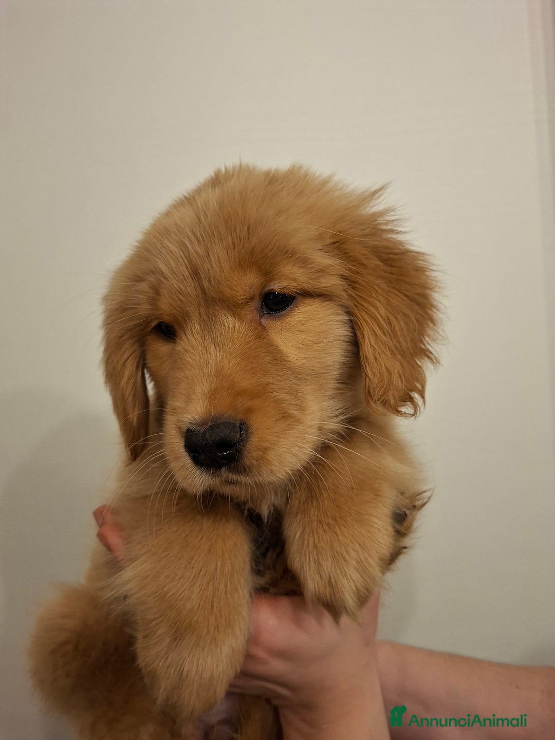 Golden Retriever cani in vendita: Cucciole Golden Retriever 100% americane - Annuncio 6