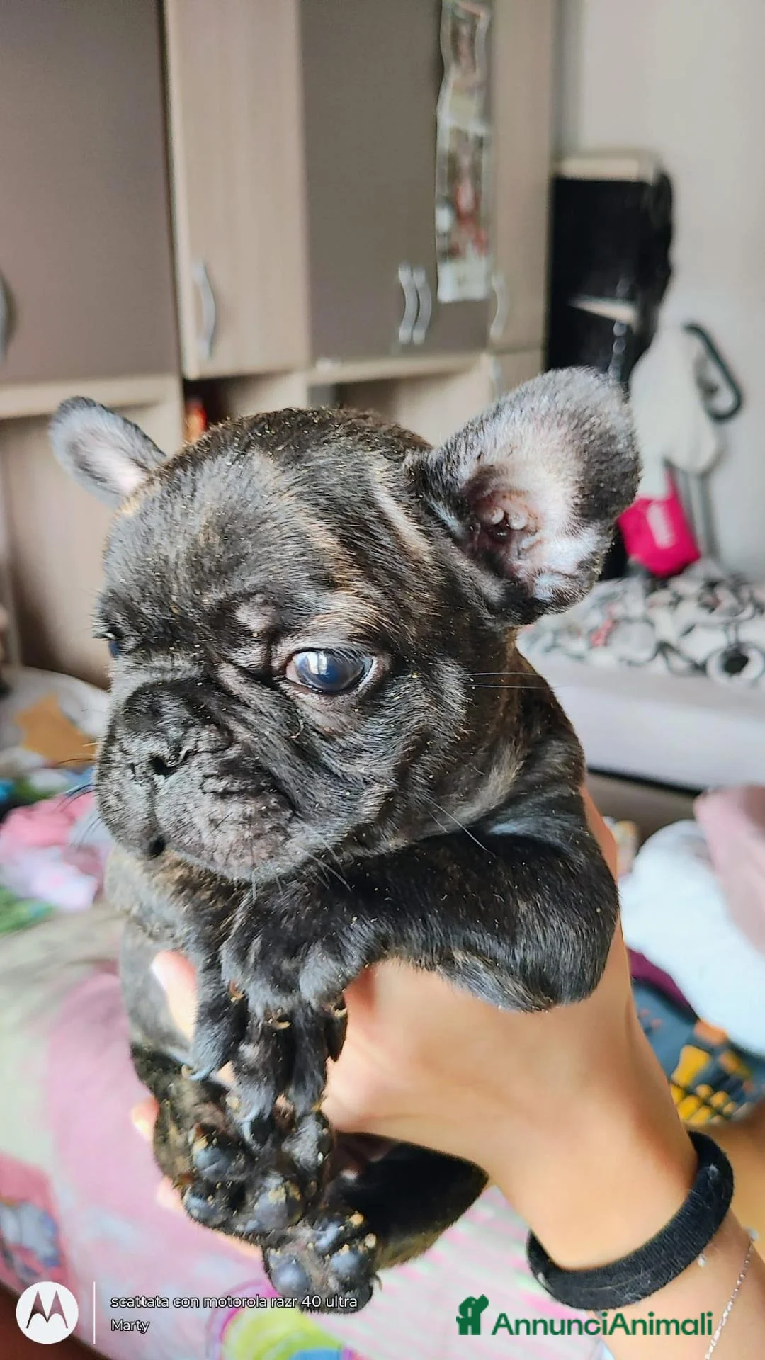 Bulldog Francese cani in vendita: Cuccioli di bulldog francese  - Annuncio 2