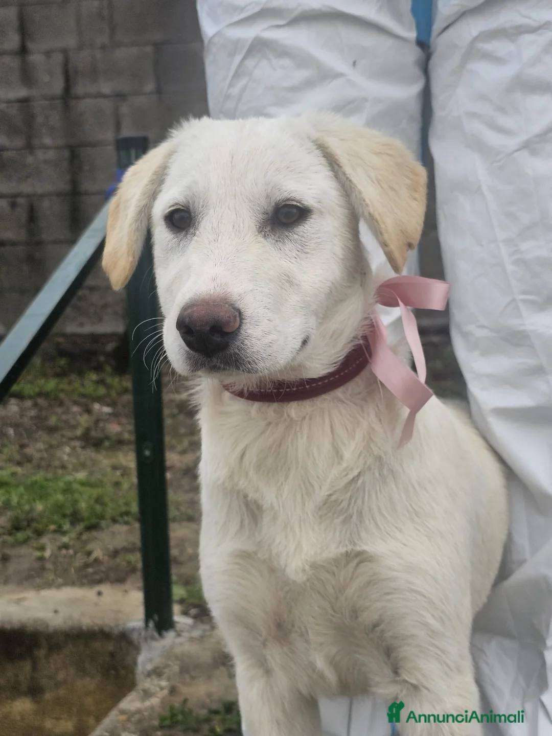 Meticcio cani in regalo: Marion a Provincia di Crotone - Annuncio 1