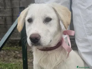 Meticcio cani Marion - Annuncio 1