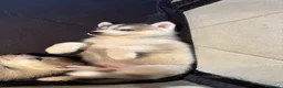 Husky cani in vendita: Cuccioli di meravigliosi husky cercano casa - Annuncio 4