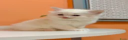 Ragdoll gatti in vendita: Cuccioli di ragdoll - Annuncio 5