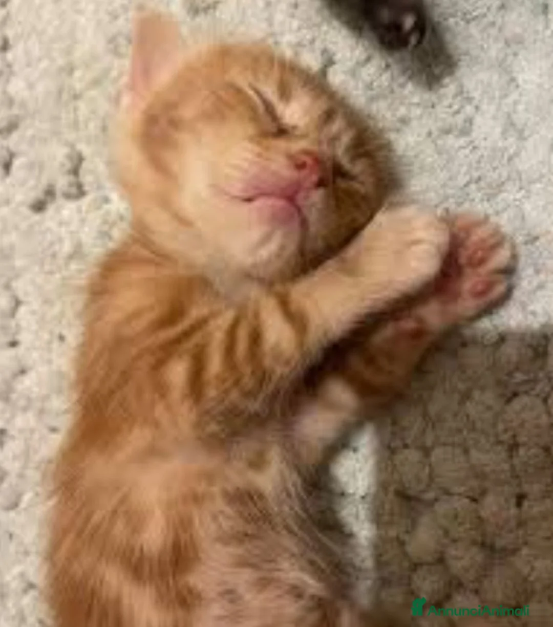 Europeo gatti in regalo: GATTINI ARANCIONI EUROPEI  - Annuncio 3