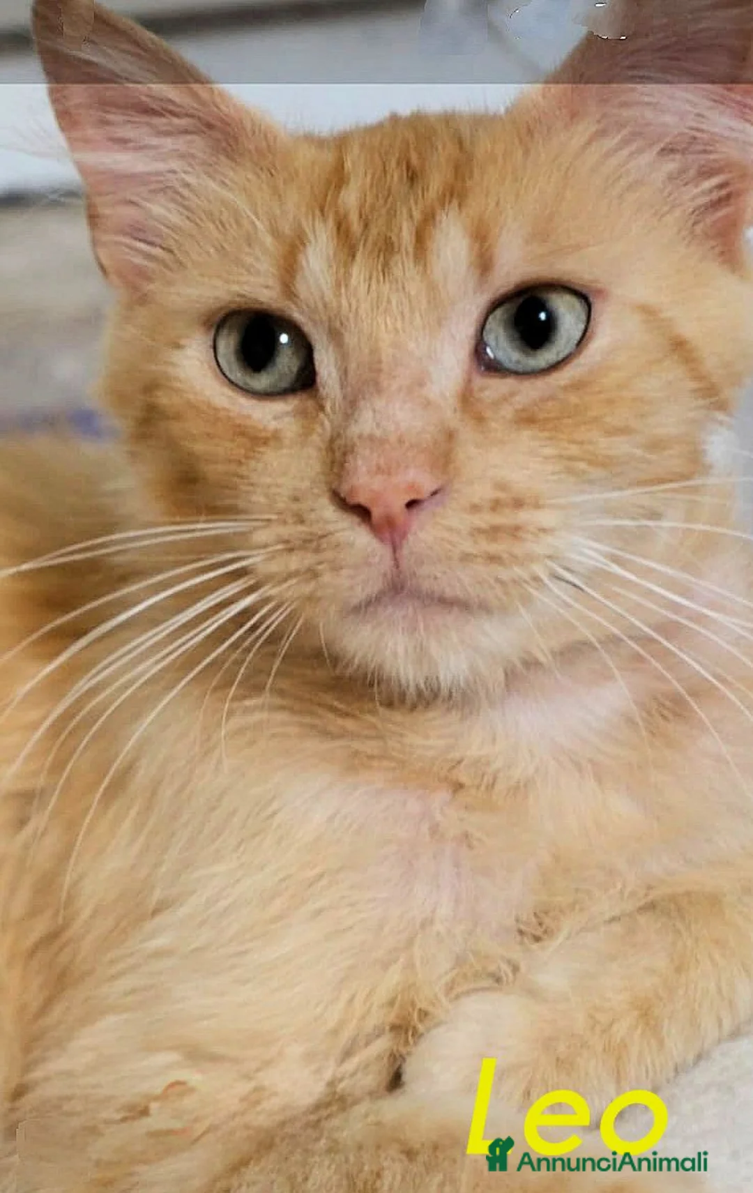 Altre razze gatti in regalo: LEO  GATTINO PELO SEMILUNGO ROSA   - Annuncio 5