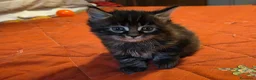 Maine Coon gatti in vendita: Vendo cuccio Maine Coon senza pedigree - Annuncio 19