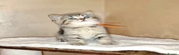 British gatti in vendita: British shorthair Femmina  - Annuncio 5