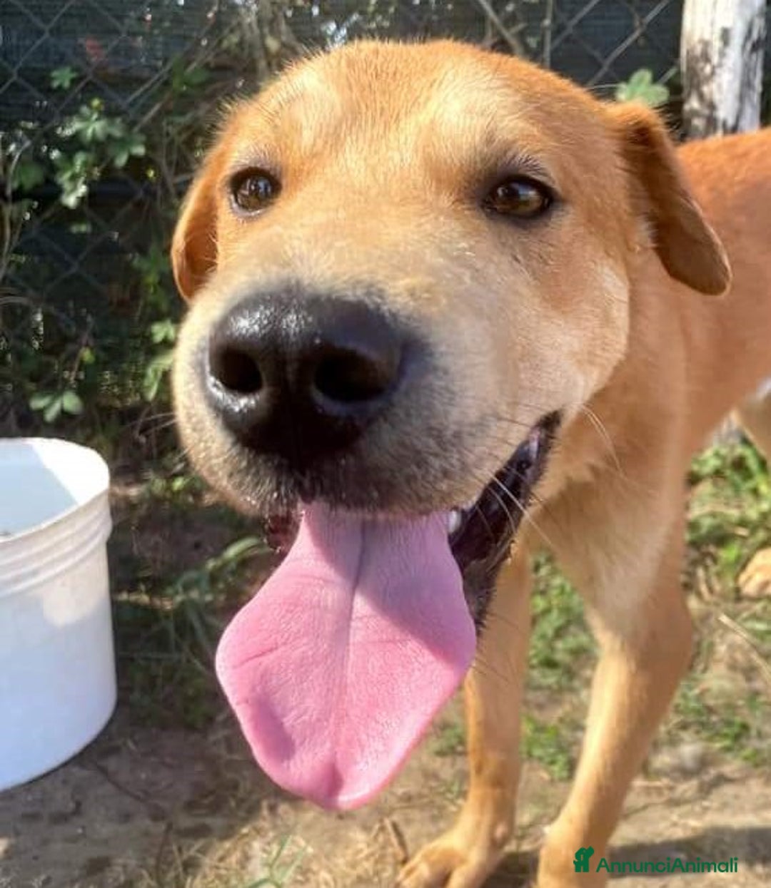 Meticcio cani in regalo: LARS cucciolo mix  sharpei a Provincia di Latina - Annuncio 5