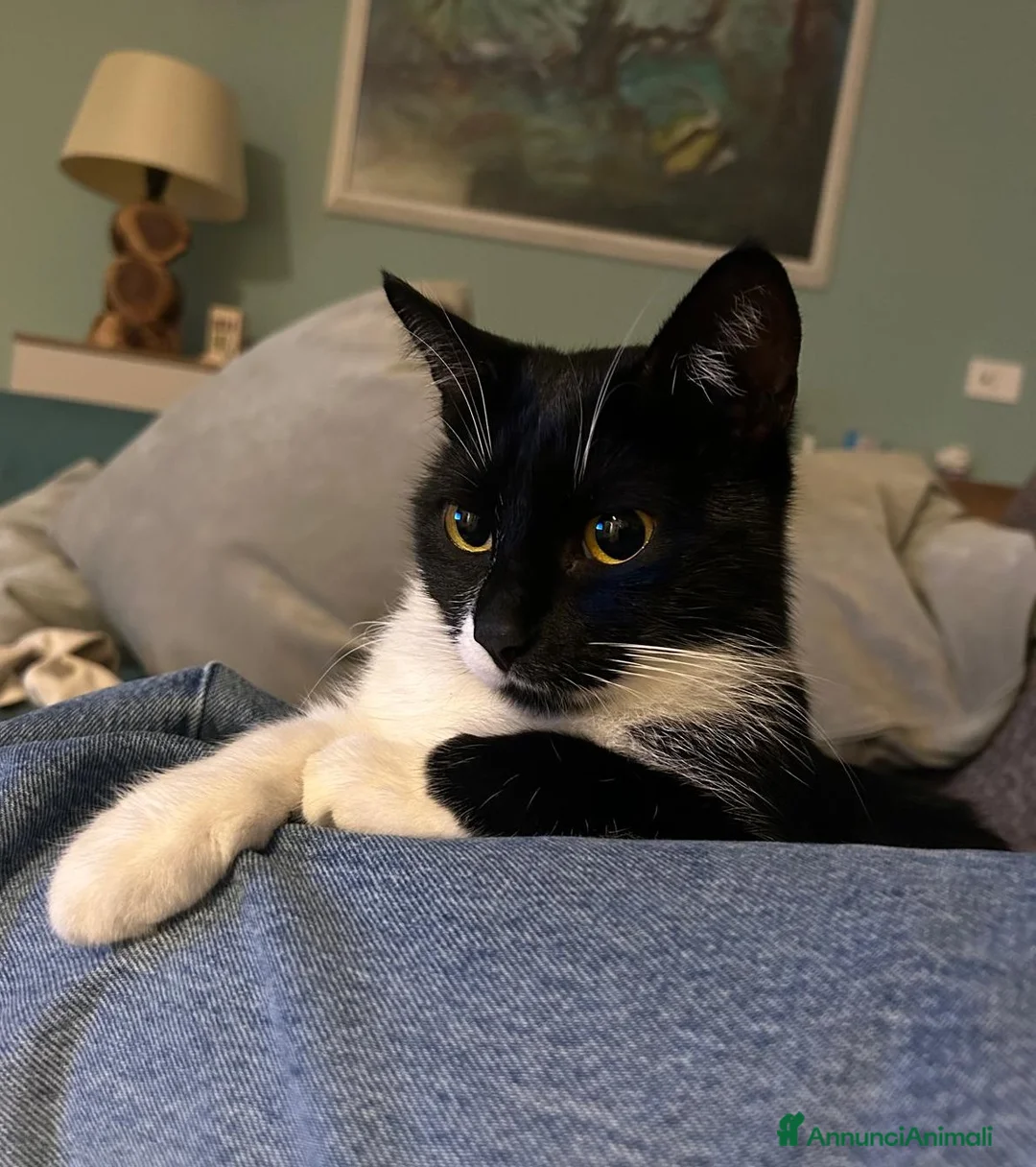 Europeo gatti in regalo: EMY e JAMIE, dolci mici in adozione! - Annuncio 6