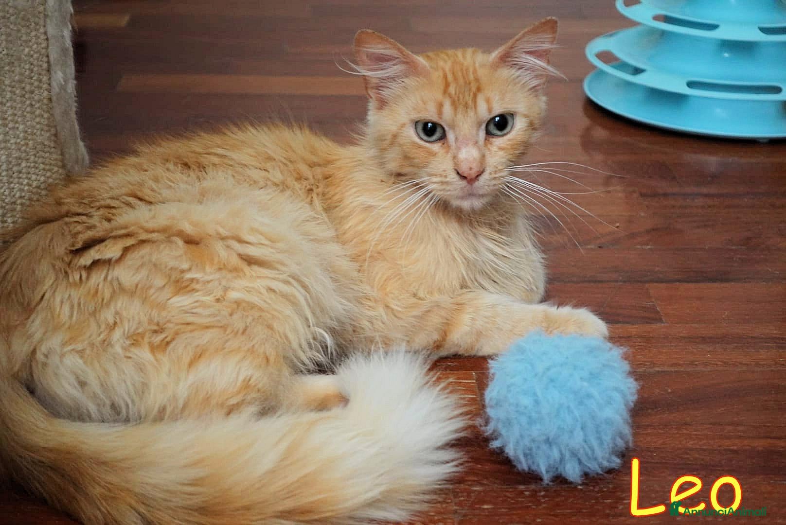 Maine Coon gatti LEO SIMILMAINCOON ROSSO CIPRIA - Annuncio 1