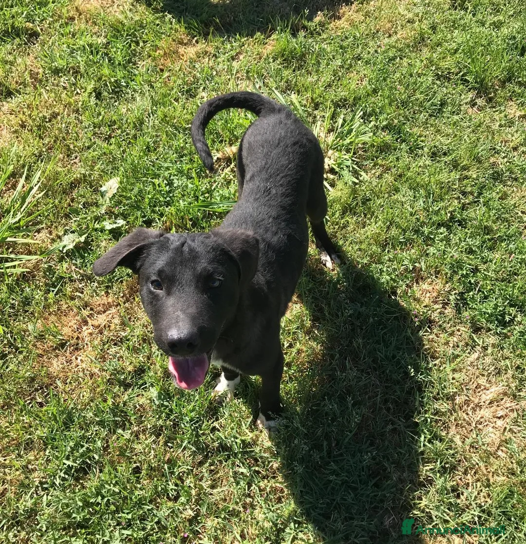 Meticcio cani in regalo: CALIMERO  cucciolo mix shar pei  a Provincia di Latina - Annuncio 4