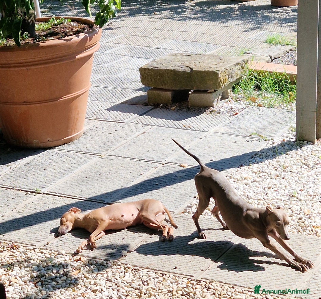 Levriero cani in vendita: Piccolo levriero italiano  a Provincia di Prato - Immagine 11
