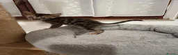 Bengala gatti in vendita: meraviglie Selected Breed  - Annuncio 2