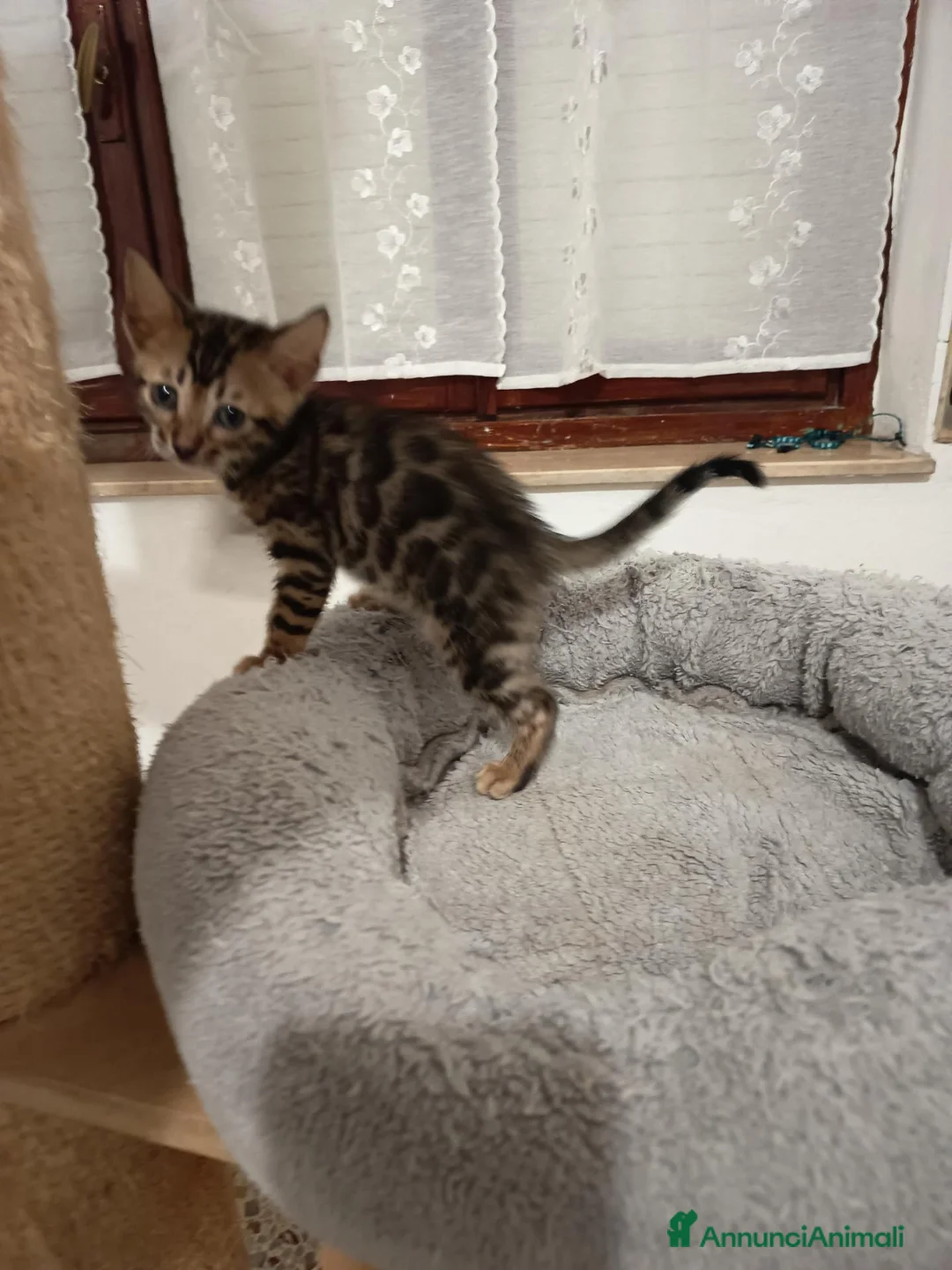Bengala gatti in vendita: meraviglie Selected Breed  - Annuncio 2