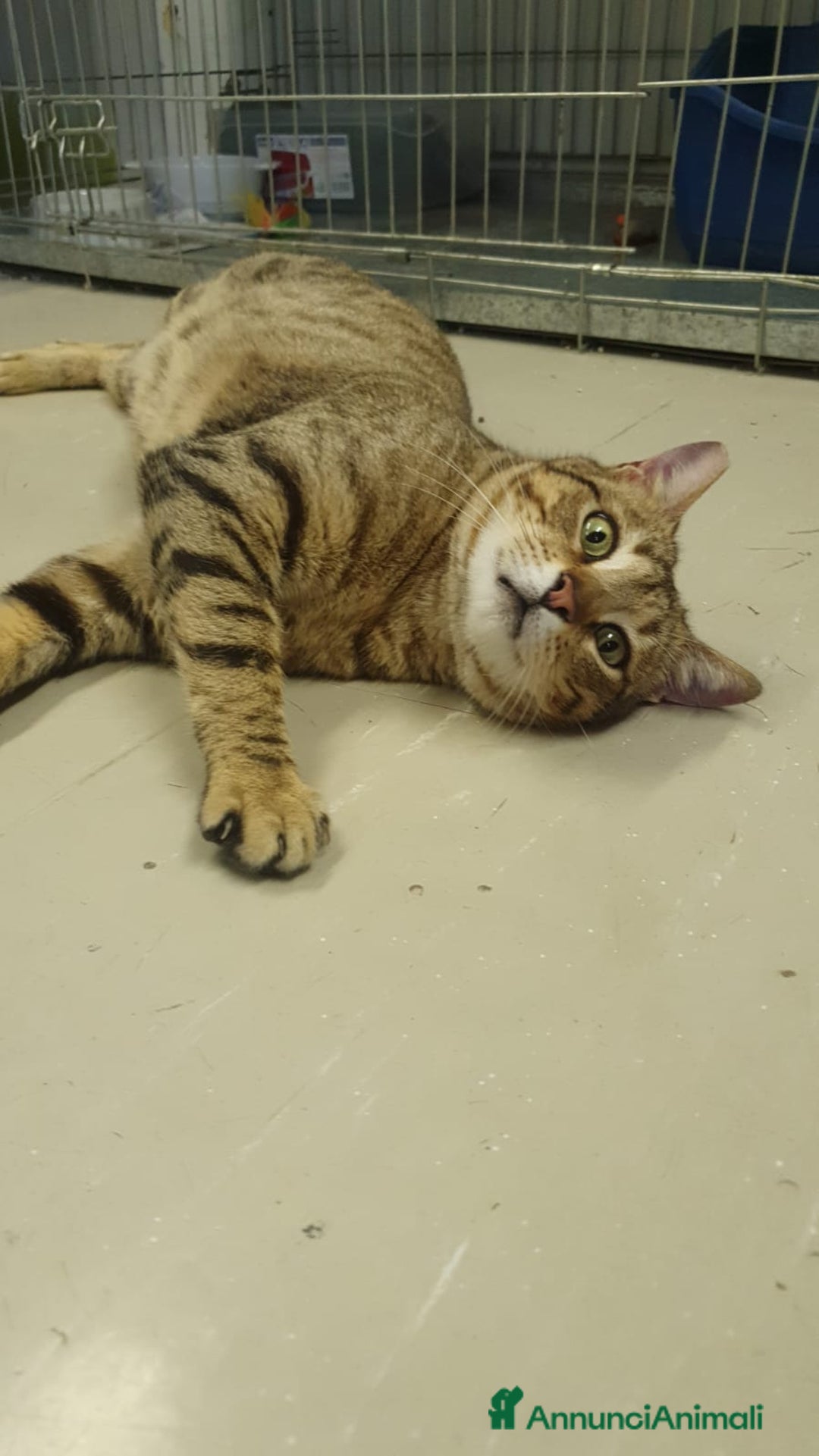 Europeo gatti in regalo: PIPER micio tigrato occhi verdi 1/2anni URGE ROMA a Città Metropolitana di Milano - Annuncio 3