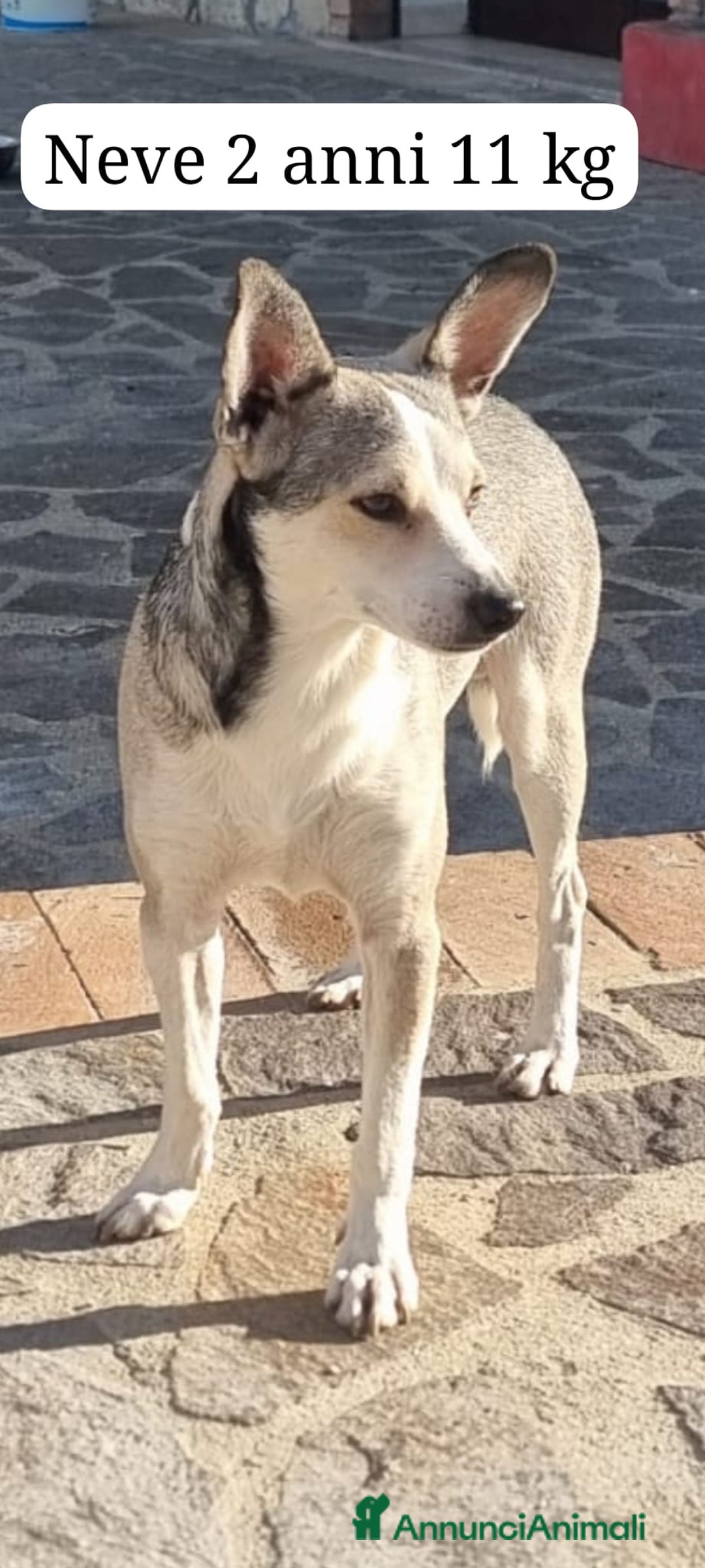 Meticcio cani in regalo:  Neve - Annuncio 4