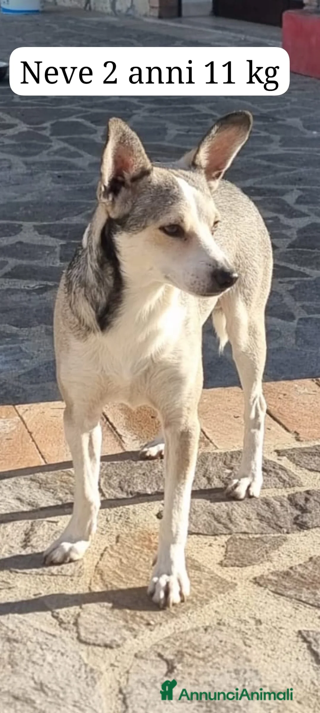 Meticcio cani in regalo:  Neve - Annuncio 4