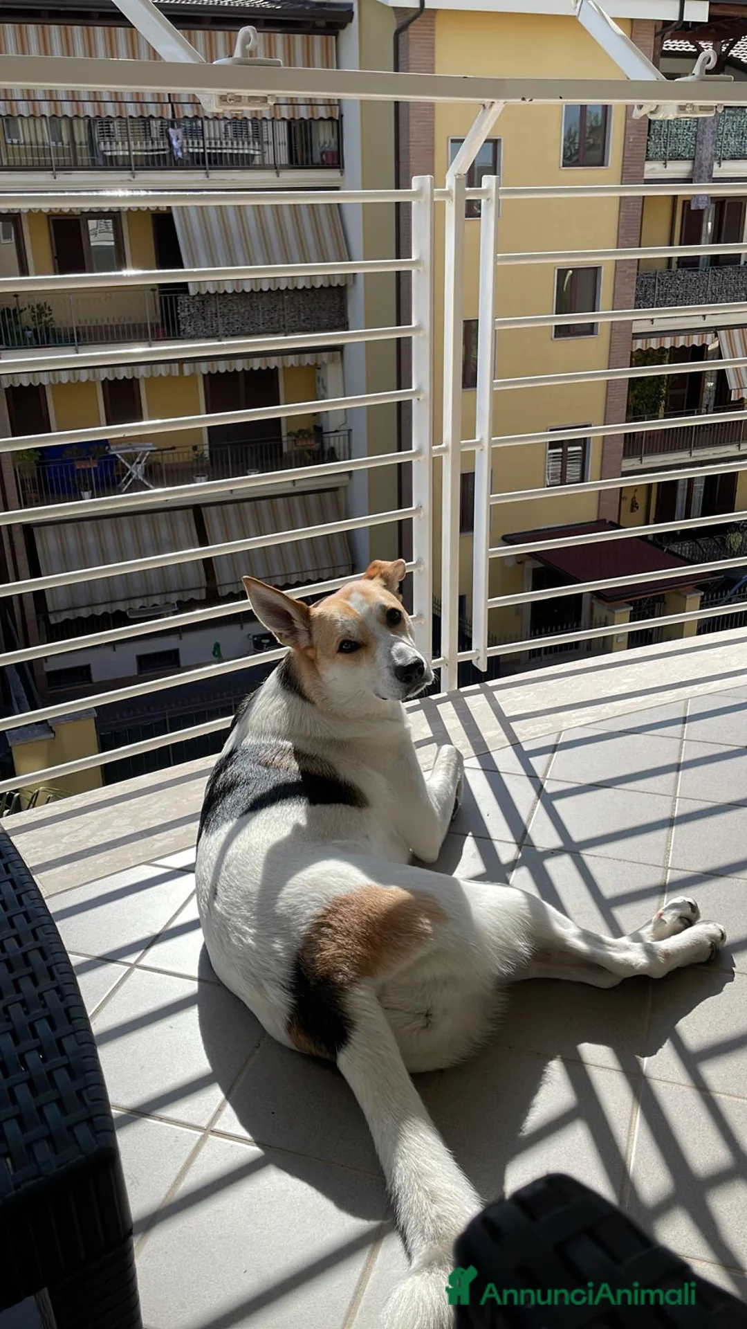 Meticcio cani in regalo: India cerca nuova famiglia  - Annuncio 5