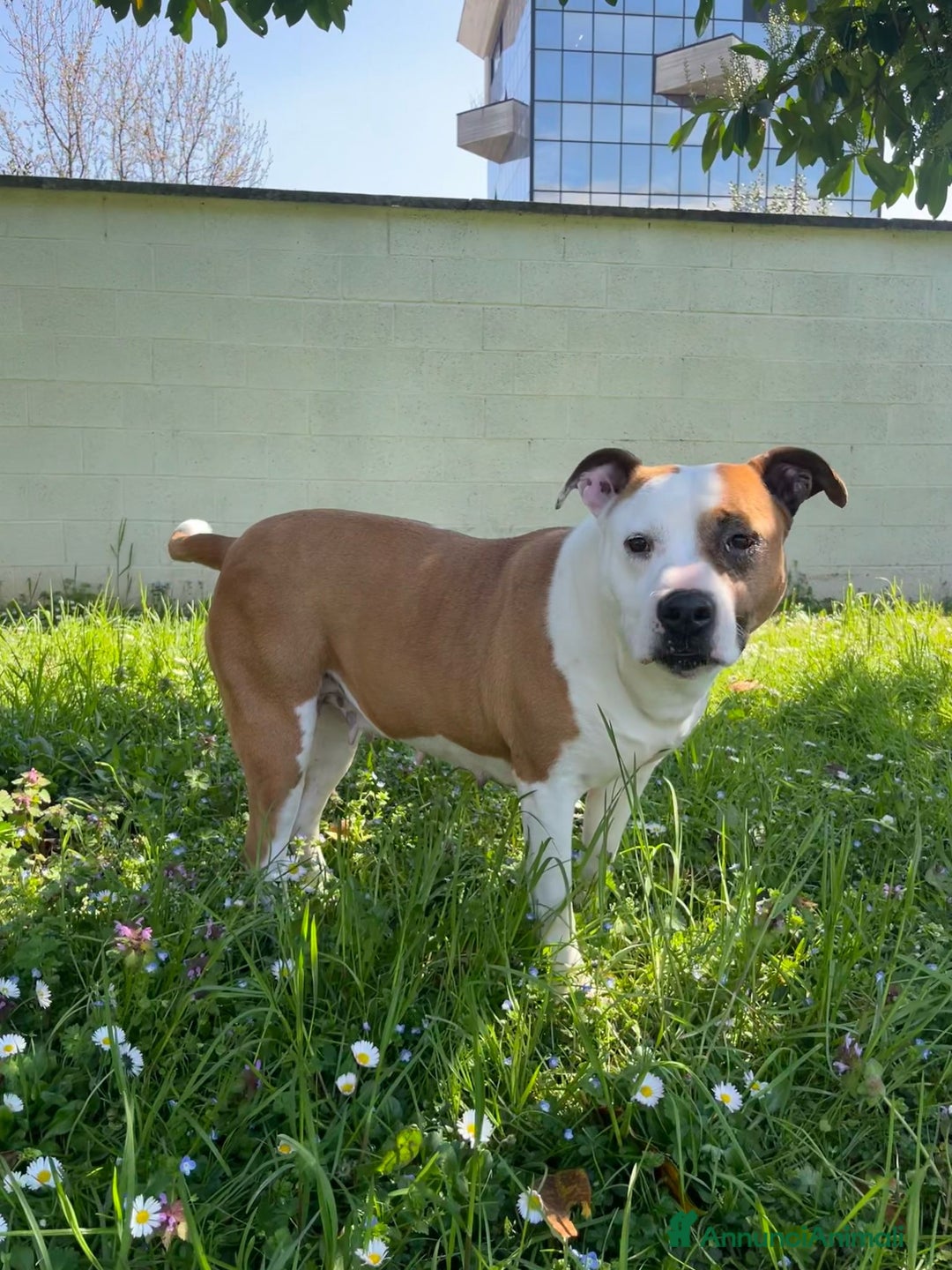 American Staffordshire cani in regalo: MAYA BELLISSIMA AMSTAFF a Città metropolitana di Milano - Immagine 4