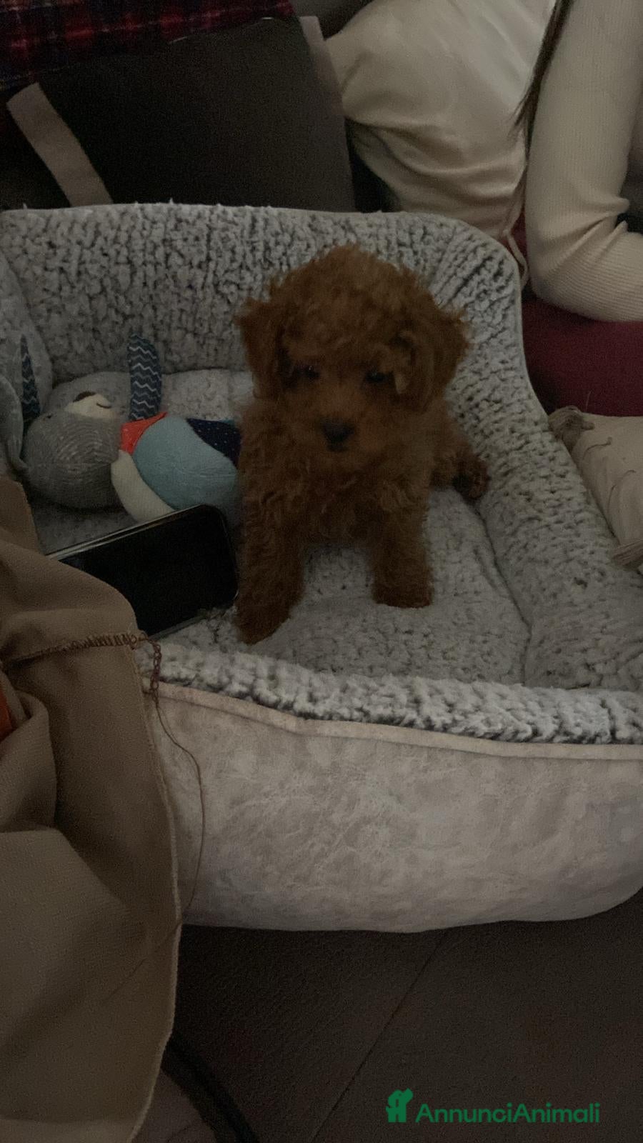 Barboncino cani Vendita cucciolo  - Annuncio 4