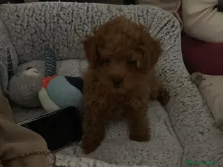 Barboncino cani Vendita cucciolo - Annuncio 4