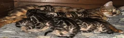 Bengala gatti in vendita: Bengal brown meravigliosi - Annuncio 4