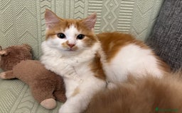 Siberiano gatti in vendita: Tre cucciole di gatto siberiano ipoallergenico - Immagine 13