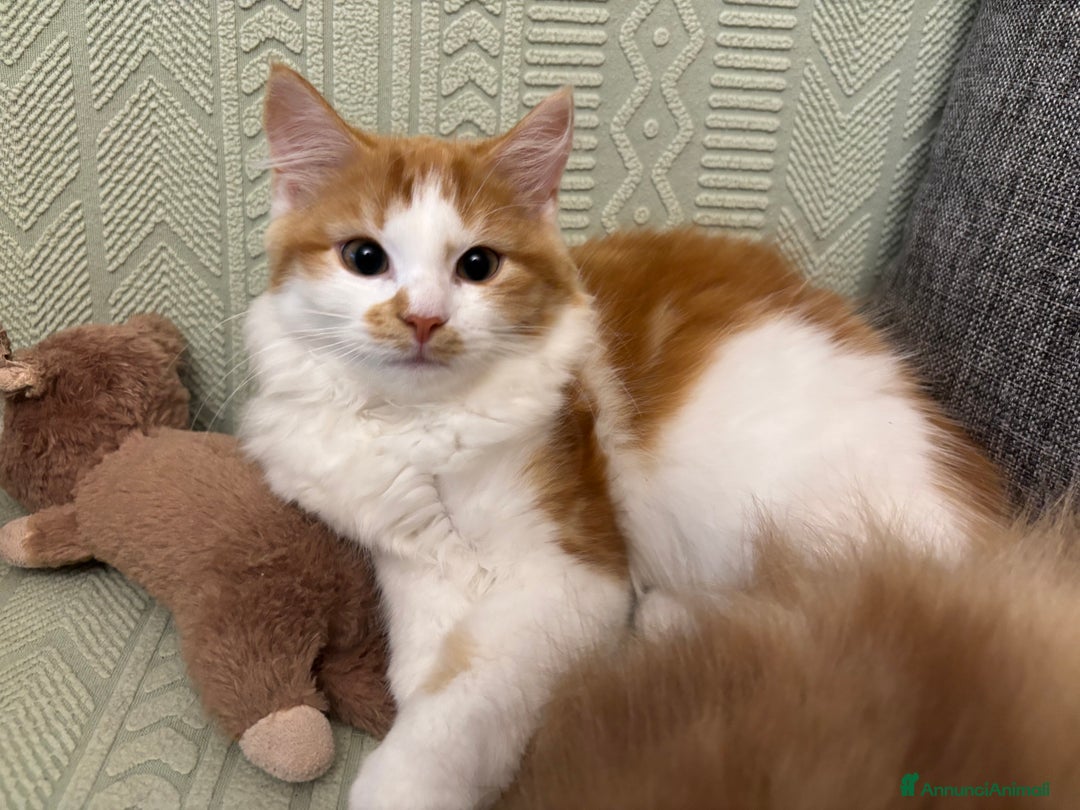 Siberiano gatti in vendita: Tre cucciole di gatto siberiano ipoallergenico - Immagine 13