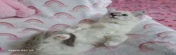 Ragdoll gatti in vendita: Allevamento amatoriale di Ragdoll WhiteAngels  a Provincia di Como - Annuncio 6