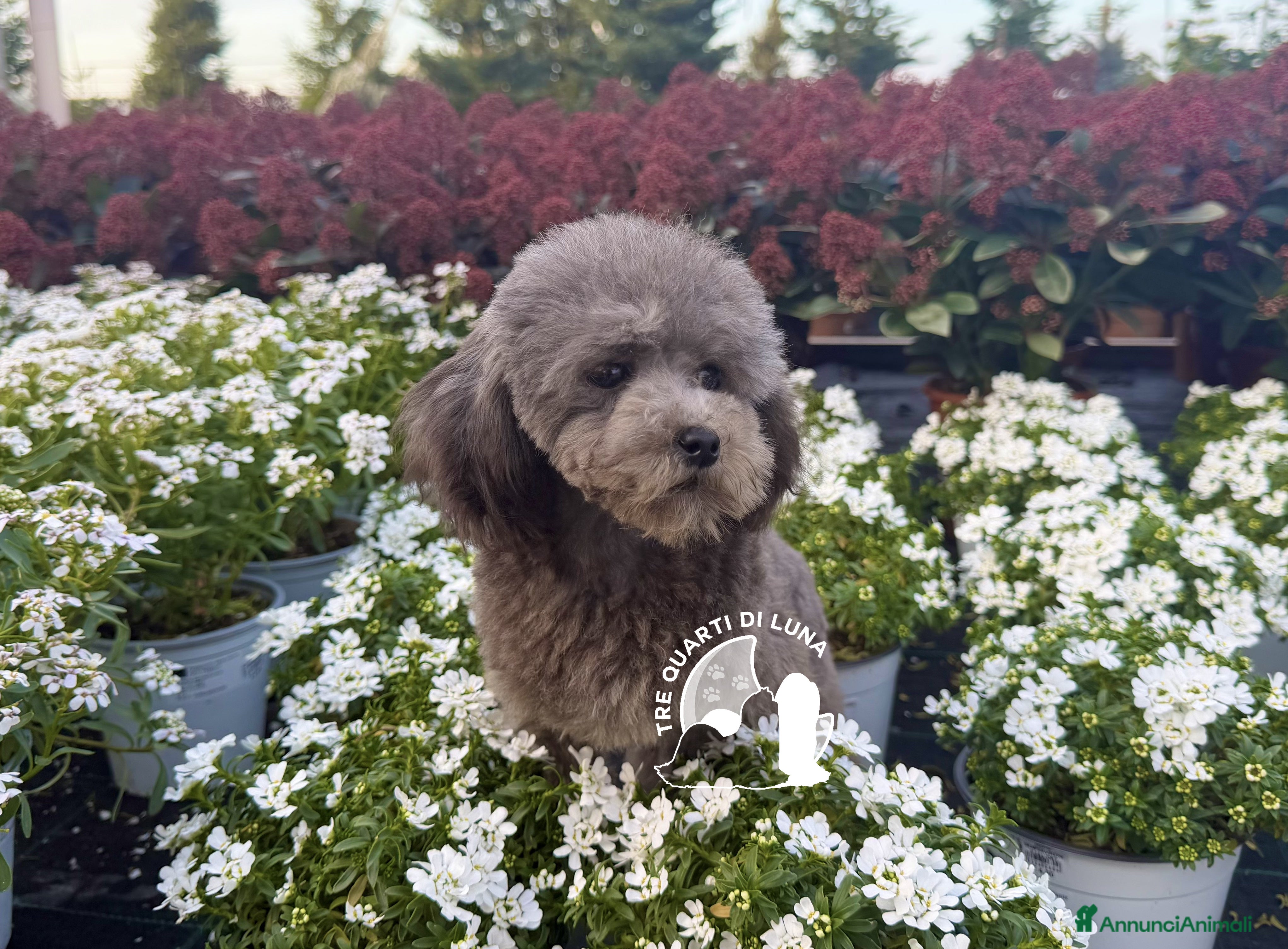 Barboncino Toy cani Barboncino TREQUARTIDILUNA - Annuncio 2